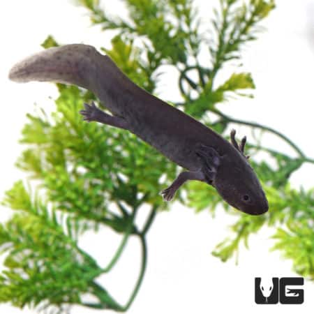 Sub-Adult Melanoid Axolotl swimming in a tank with green aquatic plants.