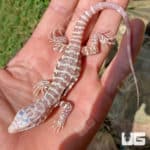 Baby Albino Purple Ice Tegus (Salvator Merianae X Salvator Rufescens) For Sale - Underground Reptiles