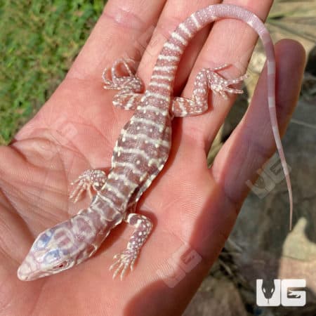 Baby Albino Purple Ice Tegus (Salvator Merianae X Salvator Rufescens) For Sale - Underground Reptiles