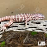 Baby Albino Purple Ice Tegus (Salvator Merianae X Salvator Rufescens) For Sale - Underground Reptiles
