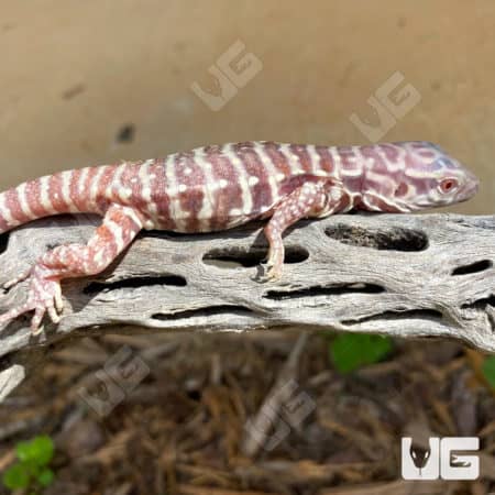 Baby Albino Purple Ice Tegus (Salvator Merianae X Salvator Rufescens) For Sale - Underground Reptiles