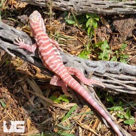 Albino Cherry Ice Tegu on natural forest floor.