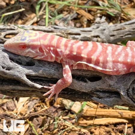 Baby Albino Cherry Ice Tegus (Salvator Merianae X Salvator Rufescens) For Sale - Underground Reptiles