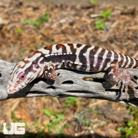 Albino Black Ice Tegu baby on a branch, showcasing vibrant coloration and unique pattern.
