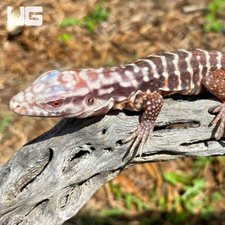 Baby Albino Black Ice Tegu resting on wood branch, showcasing vibrant colors.