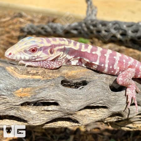 Baby Albino Cherry Ice Tegus (Salvator Merianae X Salvator Rufescens) For Sale - Underground Reptiles
