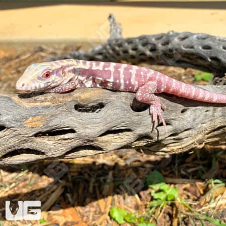 Albino Cherry Ice Tegu, baby, vibrant coloration, perfect for reptile enthusiasts.