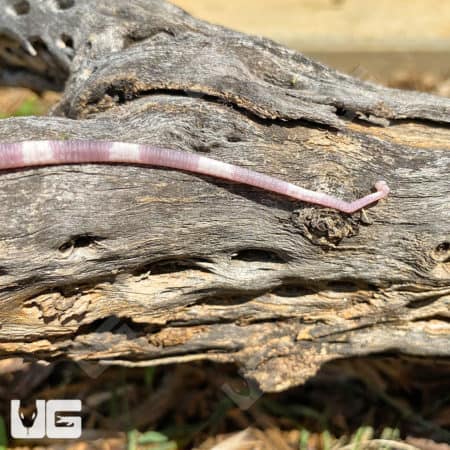 Baby Albino Cherry Ice Tegus (Salvator Merianae X Salvator Rufescens) For Sale - Underground Reptiles