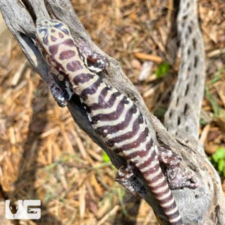Baby Albino Tiger Ice Tegus (Salvator Merianae X Salvator Rufescens) For Sale - Underground Reptiles