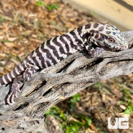 Baby Albino Tiger Ice Tegu on a branch, showcasing unique coloration.