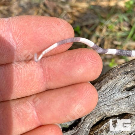 Baby Albino Tiger Ice Tegus (Salvator Merianae X Salvator Rufescens) For Sale - Underground Reptiles