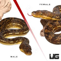 Timor Python Pair (Malayopython timoriensis) For Sale - Underground Reptiles