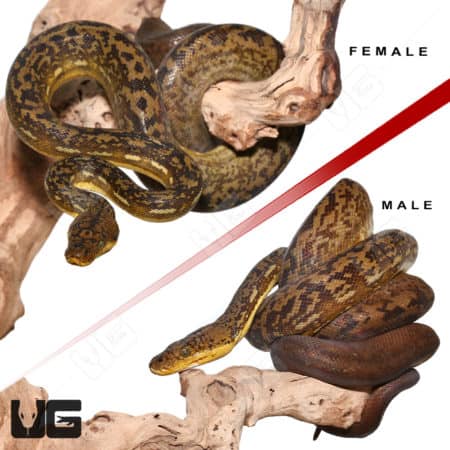 Healthy Timor Python pair with female and male specimens.