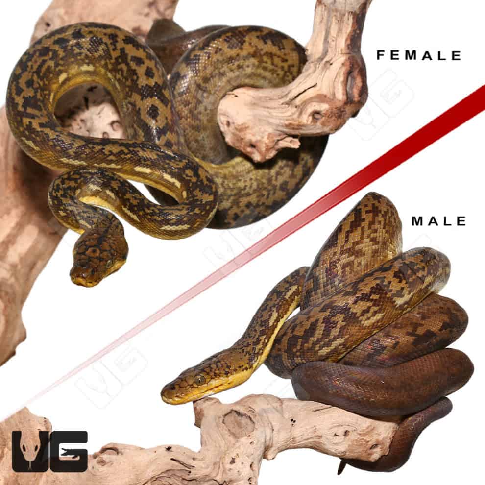 Timor Python Pair (Malayopython timoriensis) For Sale - Underground ...