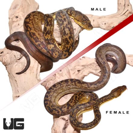 Timor Python Pair (Malayopython timoriensis) For Sale - Underground ...