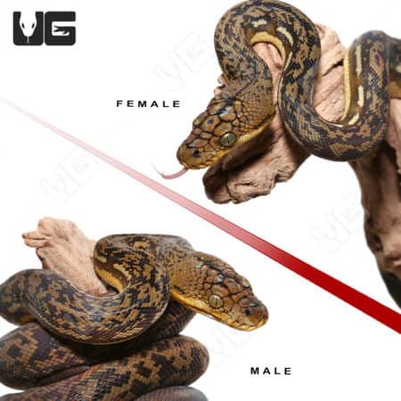 Timor Python Pair (Malayopython timoriensis) for sale