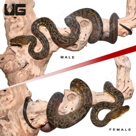 Pythons For Sale - Underground Reptiles