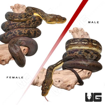 Timor Python Pair (Malayopython timoriensis) for sale