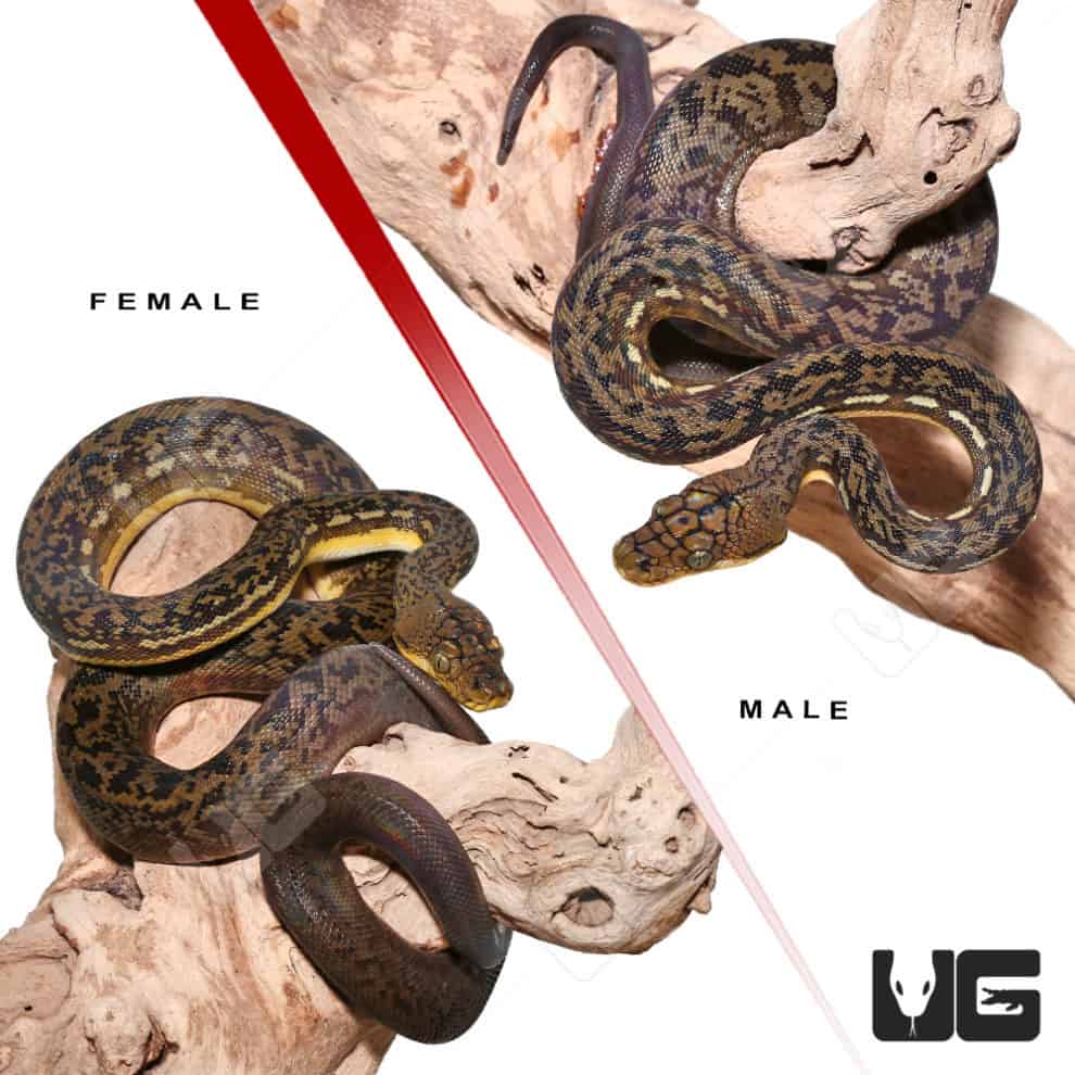 Timor Python Pair (Malayopython timoriensis) For Sale - Underground ...