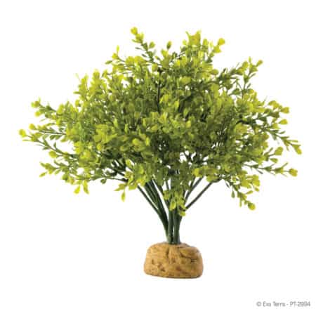 Exo Terra Rainforest Plant - Boxwood Bush