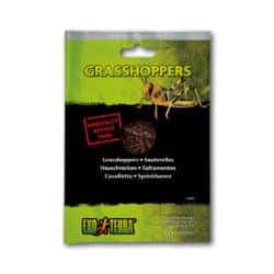 Vacuum Packed Grasshoppers 