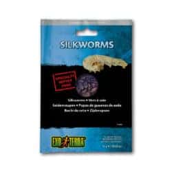 Vacuum Packed Silkworms
