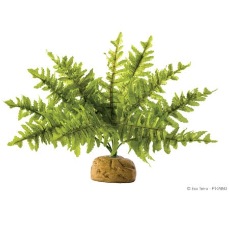 Exo Terra Rainforest Plant - Boston Fern