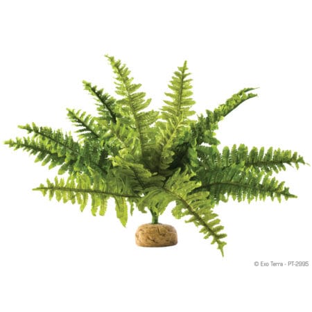 Exo Terra Rainforest Plant - Boston Fern