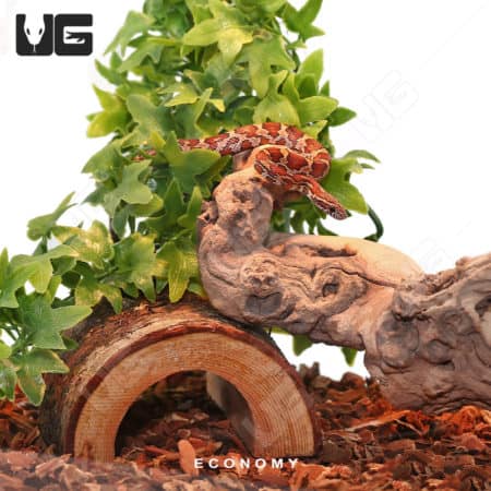 COMPLETE 10 Gallon Baby Corn/King/Milk/Rat Snake Setup