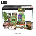 COMPLETE Baby New Caledonian Gecko Setup