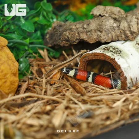 COMPLETE 20 Gallon Baby Corn/King/Milk/Rat Snake Setup