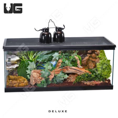 COMPLETE 20 Gallon Tree Frog Setup