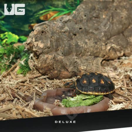 COMPLETE Baby Forest Tortoise Setup