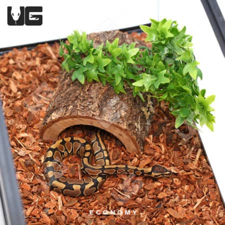 COMPLETE Baby Ball Python Setup