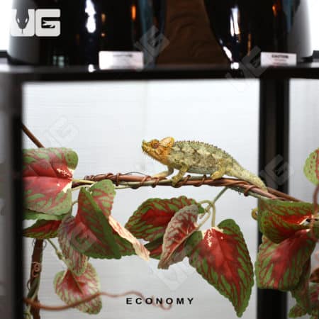 COMPLETE Chameleon Setup