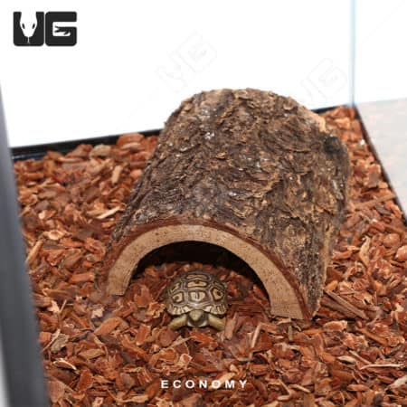 COMPLETE Baby Grassland Tortoise Setup