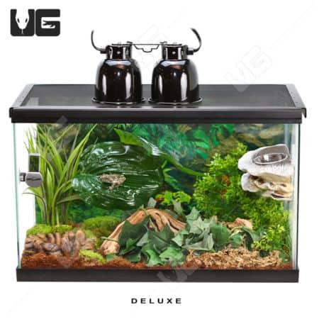COMPLETE 10 Gallon Tree Frog Setup
