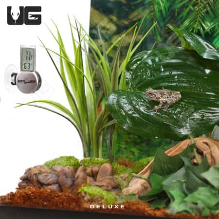 COMPLETE 10 Gallon Tree Frog Setup