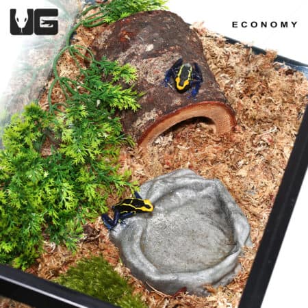 COMPLETE Dart Frog Setup