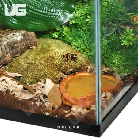 COMPLETE Dart Frog Setup