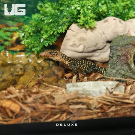 Exotic leopard gecko with vibrant spots in a naturalistic terrarium setup.
