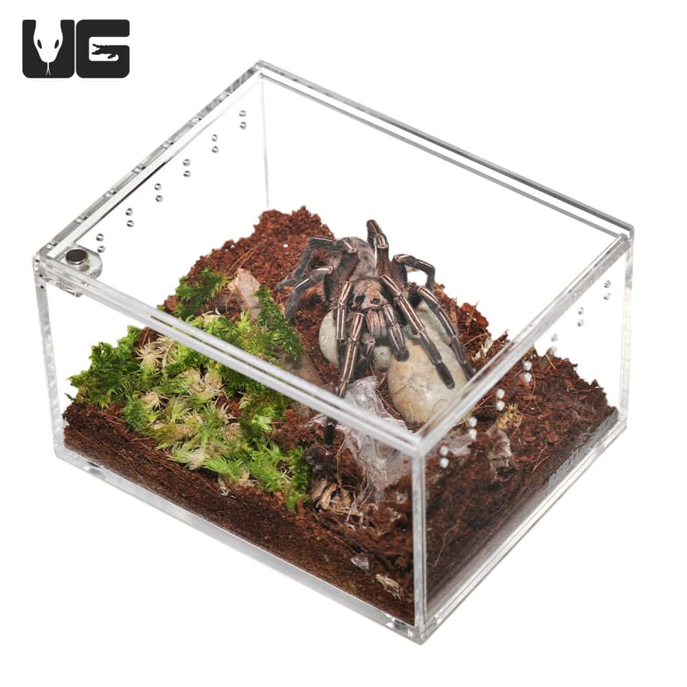 FREE Mini Acrylic Tank - Underground Reptiles