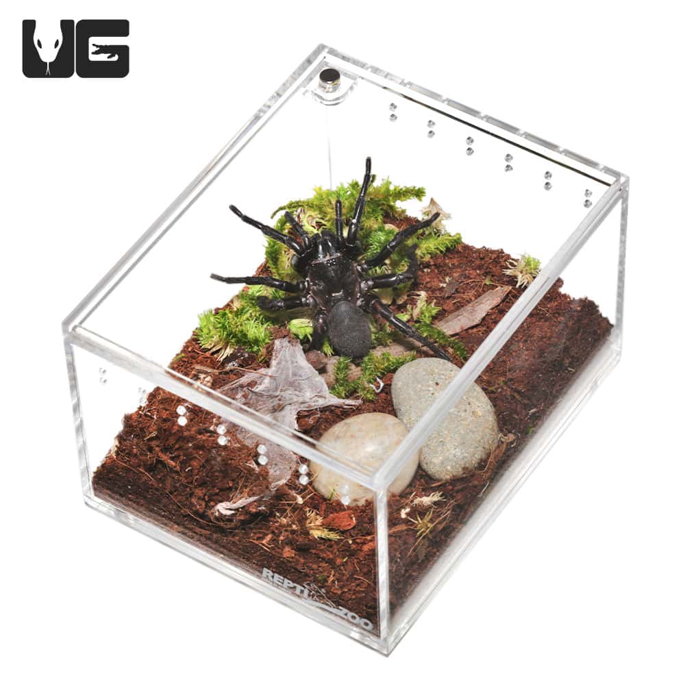 FREE Mini Acrylic Tank - Underground Reptiles