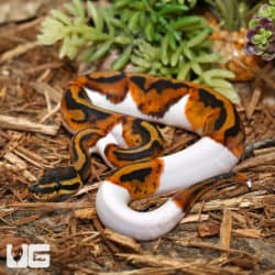 Baby Male Pied Ball Pythons (Python regius) for sale