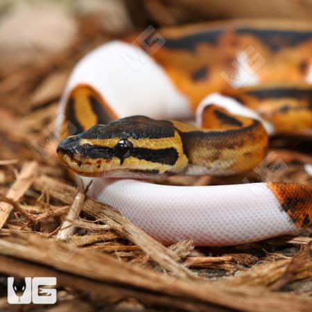 Baby Male Pied Ball Pythons (Python regius) for sale