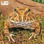 Adult Coffee Pacman Frogs For Sale - Underground Reptiles