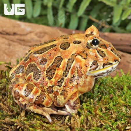 Adult Coffee Pacman Frogs For Sale - Underground Reptiles