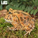 Adult Coffee Pacman Frogs For Sale - Underground Reptiles