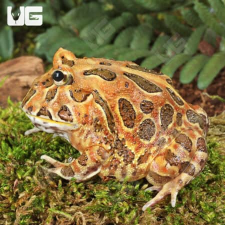 Adult Coffee Pacman Frogs For Sale - Underground Reptiles