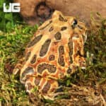 Adult Coffee Pacman Frogs For Sale - Underground Reptiles